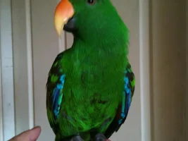 My 2 male ekkys are so different , why ?