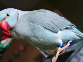 My Flock Pictures