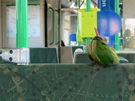 Bring your parrot everywhere?