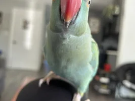 Squat and wing flutter behaviour