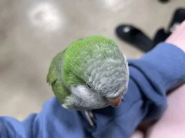 Flock Thread Volume 2