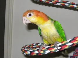 Introducing Nemo My WB Caique