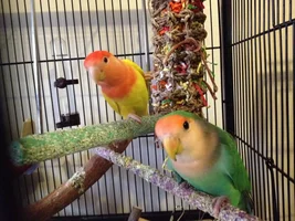 RIP Luna (Tooney) the lovebird