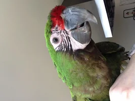 Rescued military macaw (or possibly Buffon macaw..??)