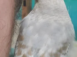 [UPDATE SEPTEMBER] Feathered Hello from Savannah + Meet My Birds