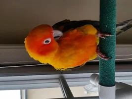 Please welcome Nandu - the sun conure