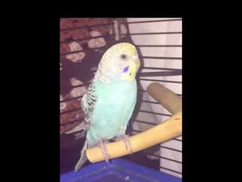 New Budgie