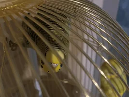 How can I know my 2 Lovebirds sex/gender