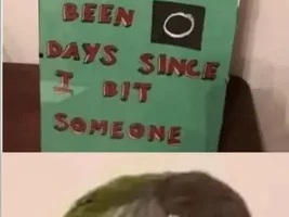 The best Bird meme!!
