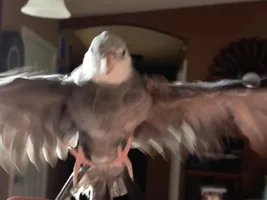 my little winged poopy rat child doing recall