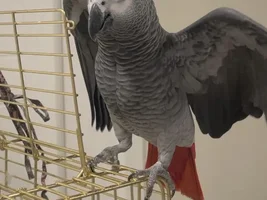 Why he do that?