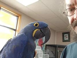Hyacinth Macaw