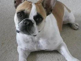 Moche wants to say hello!