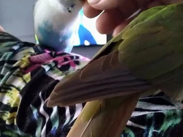 Small bird photo thread!