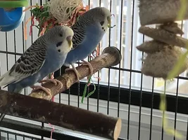 Send your budgie photo!