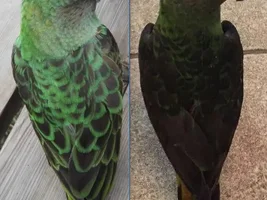 My Jardine's Parrot