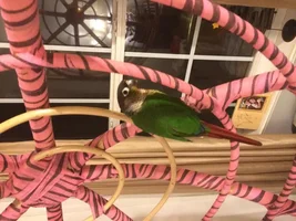 New Hanging Perch!
