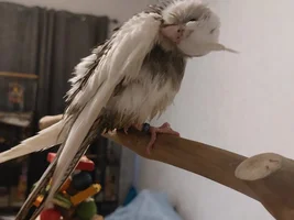 1st wet chicken photo for Nova !