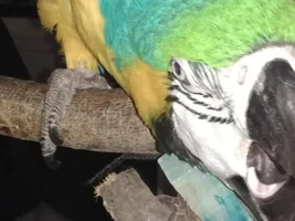 Are these normal macaw feet?