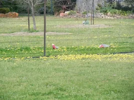 Wild Australian parrot photos
