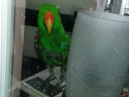 Should Have Named Him Pavlo