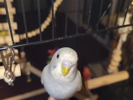 Help identifying sex of new budgie, and color mutation if possible.