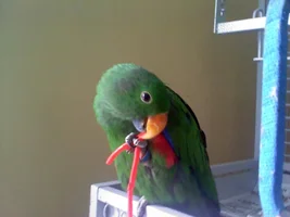 Can an Eclectus learn to eat with their foot?