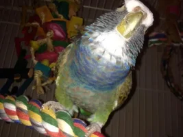 Pretty feathers ... *pics*