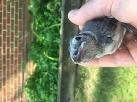 Help for the Wild Guys
