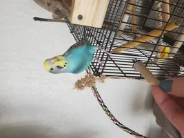 Male or female budgies?