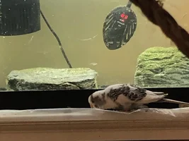 Happy Belated Hatchday, Pepper-Depper!