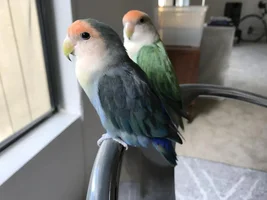 Looking for lovebirds