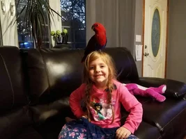 New eclectus owner soon