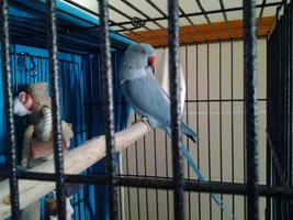 Diamond is Homes!
