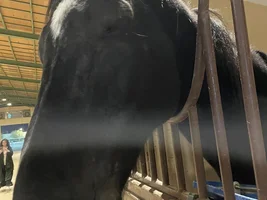 Animals i have touched and i have owned