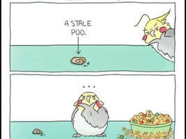 The best Bird meme!!