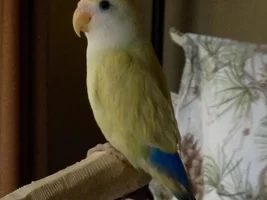 My lovebird and I just joined the Forum