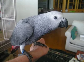 Aziza, my pet Congo African Grey Parrot:  The Homecoming and Beyond: