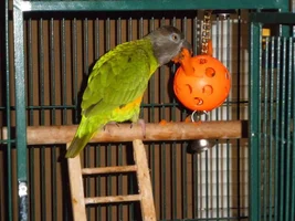 Tiki enjoying a piece of carrot
