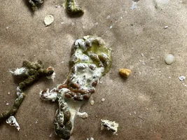 Strange poop in an 8-month-old Amazon