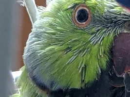 Post pics of your moulting birds here!