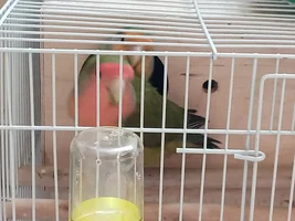 Experience raising 2 lovebird babys as a beginner with ParrotForums