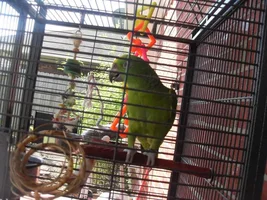 Post pictures of you cages!