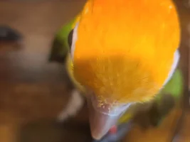 You know you’ve had parrrots a long time when…