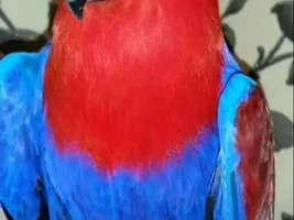 Bella the ecelectus