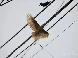 Leucistic Crow in West Seattle