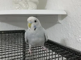 New budgie