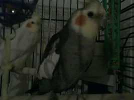 all my babies
