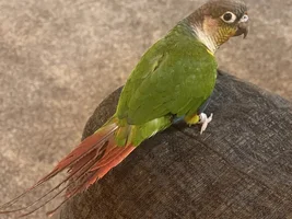Preening or Plucking?!