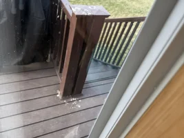 Robin flying into window